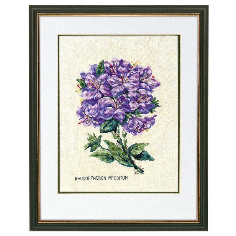 Rhododendron, lilla
