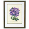Rhododendron, lilla