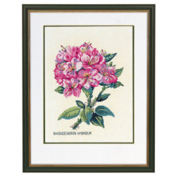 Rhododendron, pink
