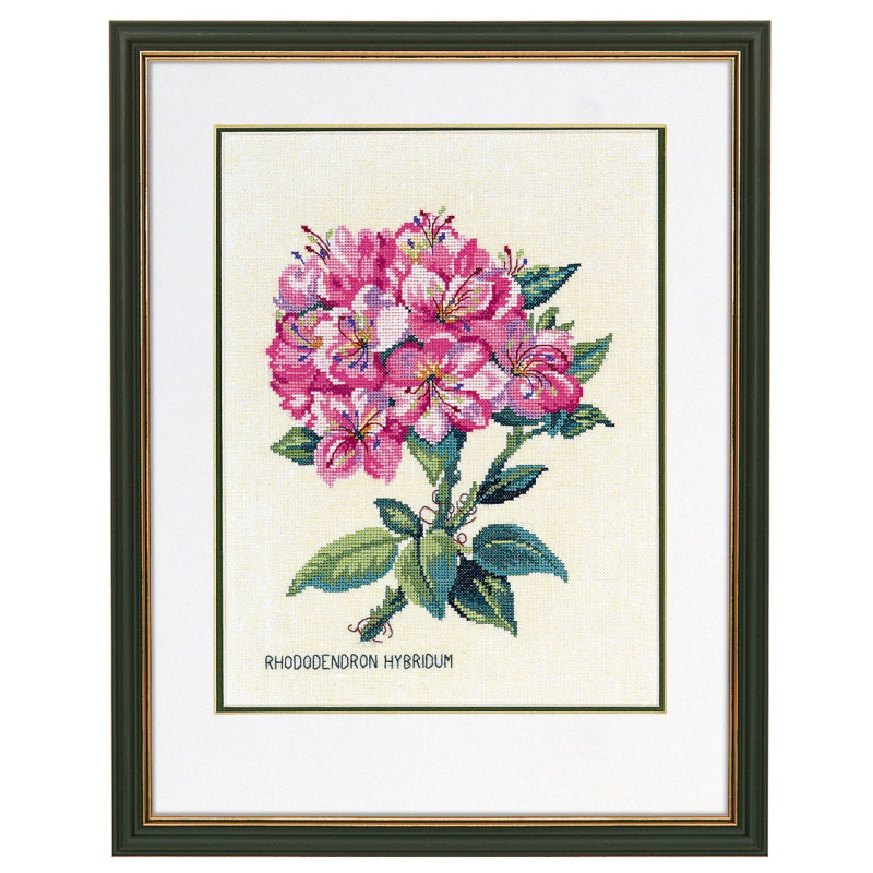 Rhododendron, pink