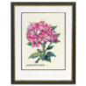 Rhododendron, pink