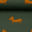 Orange gravhund