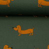 Orange gravhund